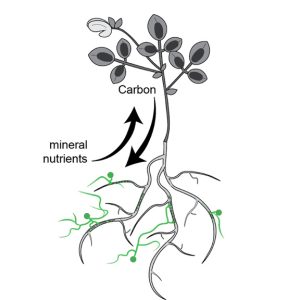 Arbuscular mycorrhiza symbiosis 2