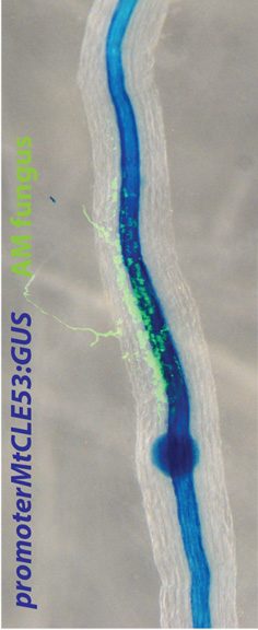 Arbuscular mycorrhiza symbiosis 3