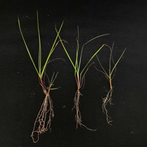 Arbuscular mycorrhiza symbiosis 6